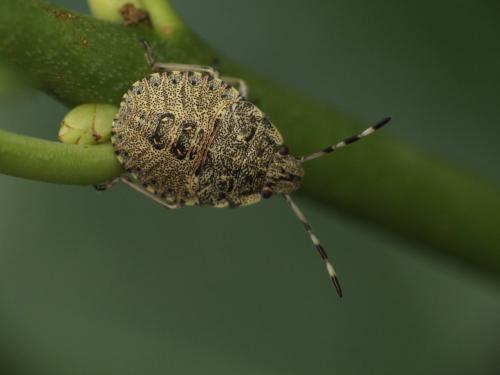 Réf. 262 790 : Rhaphigaster nebulosa